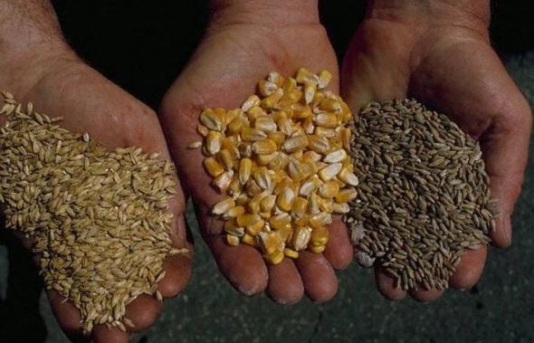 Wheat brew malt whiskey