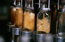 moonshine - �������