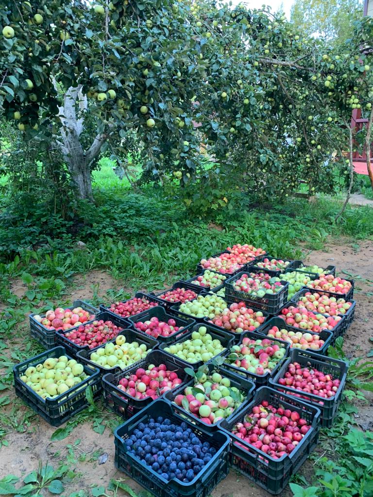 фруктовыи сад