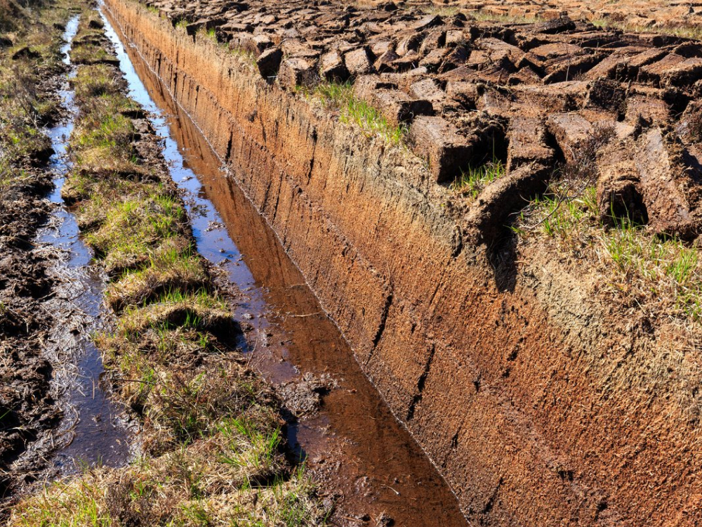 Торфяные залежи хранят множество ароматических соединений
