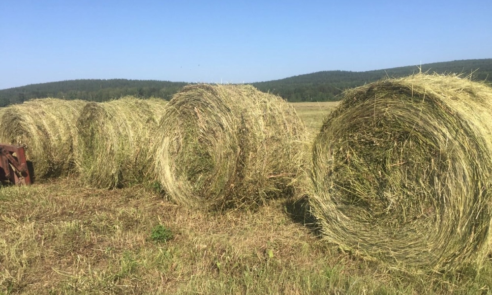 Сено тоже подходит для ароматизации солода