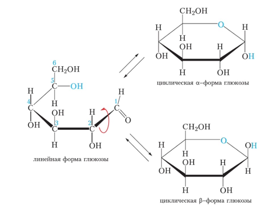 Три формы глюкозы