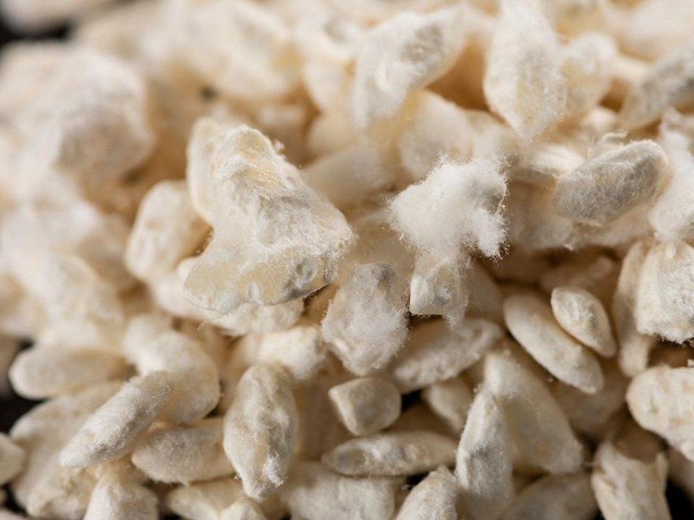 Грибки кодзи для производства спирта