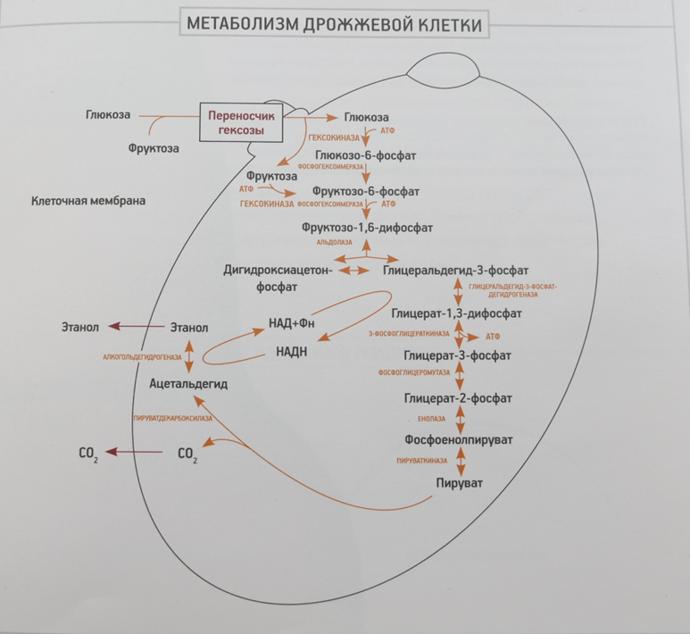 Схема метаболизма дрожжей