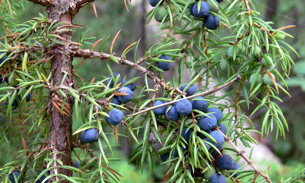 Можжевельник используется для ароматизации
