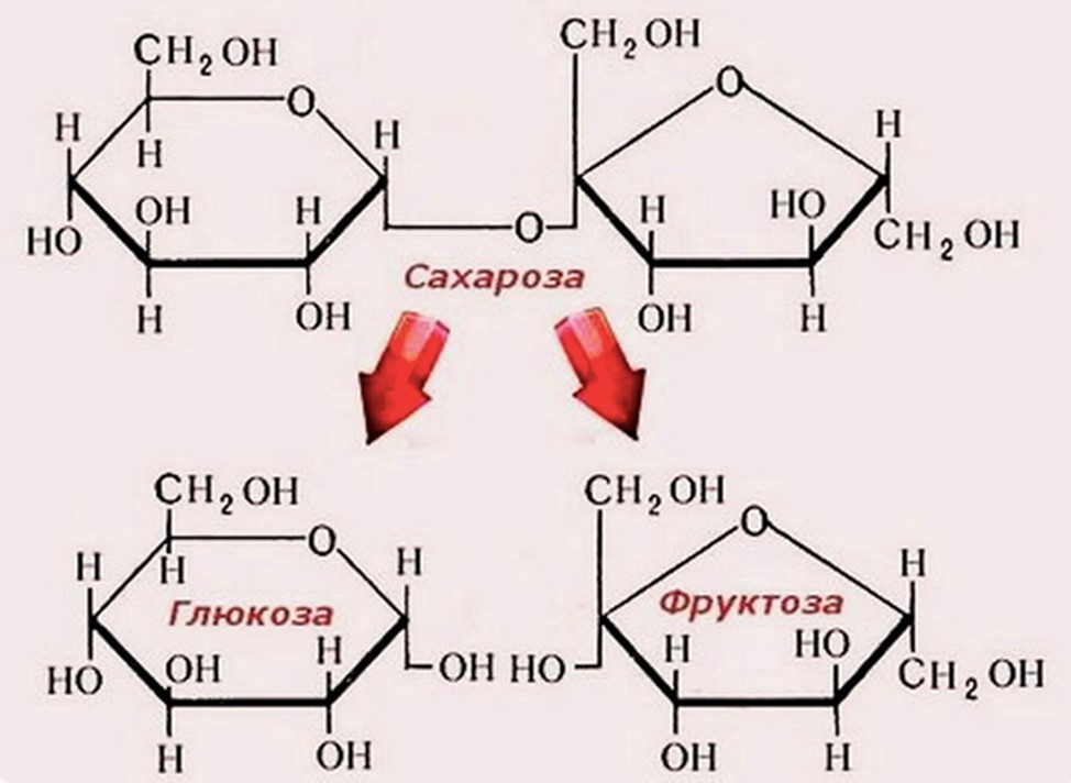 Расщепление сахарозы с точки зрения химии