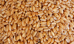 Пшеница от Доктор Губер