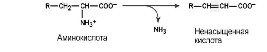 дезаминирование
