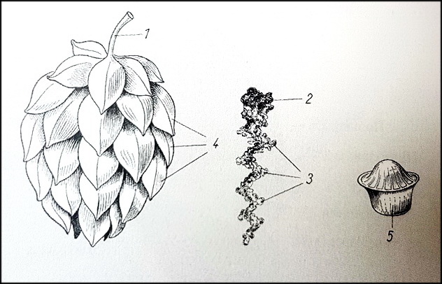 строение хмелевой шишки