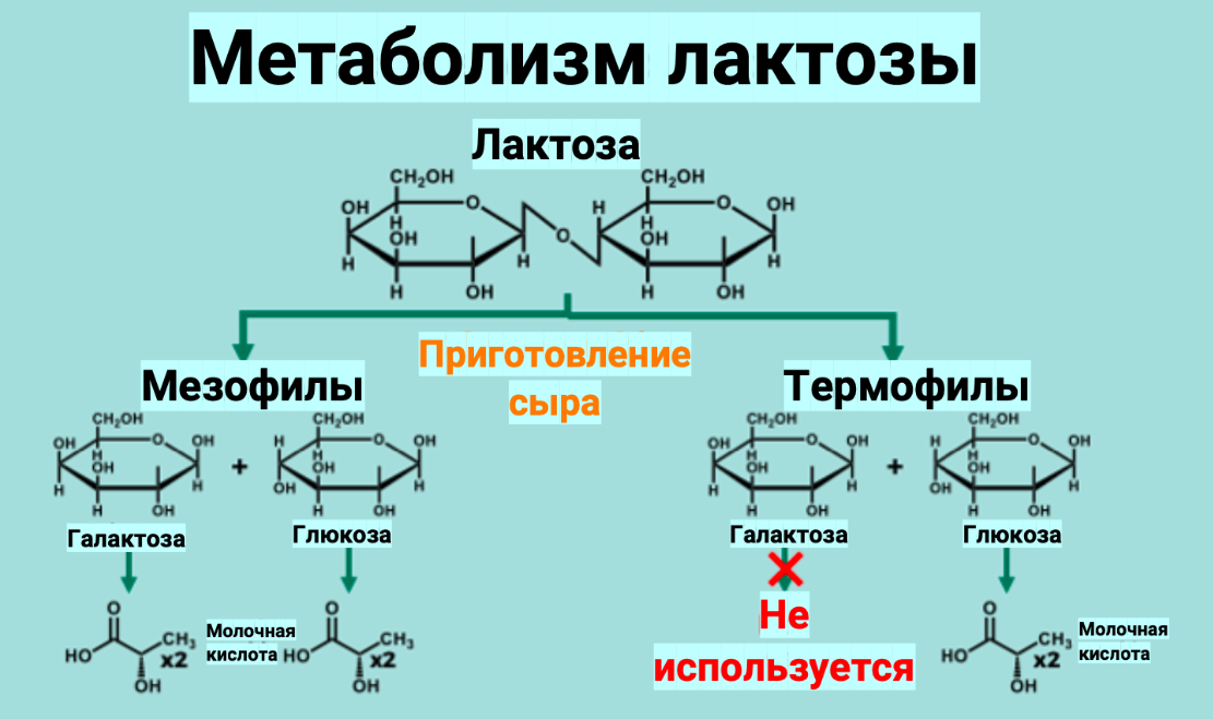 метаболизм лактозы