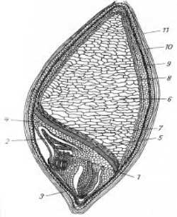 fermenty-v-proizvodstve-spirta.jpg