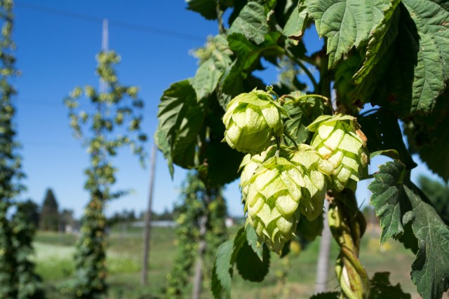 Hops-1-640x427.jpg