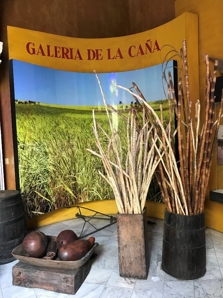 сахарный тростник в музее Havana Club