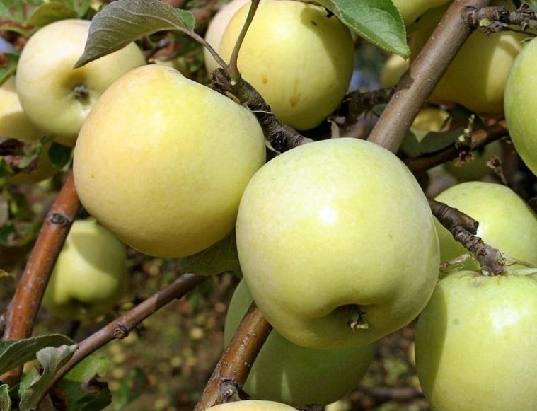 яблоки для настойки из черноплодки