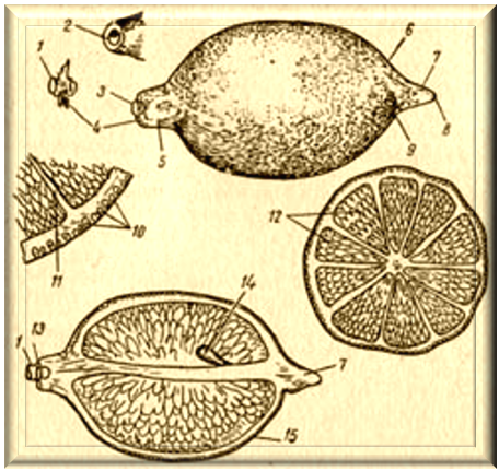 строение лимона
