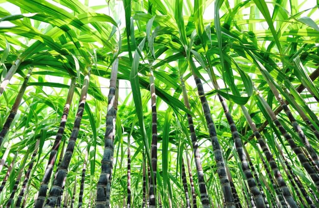 плантации сахарного тростника